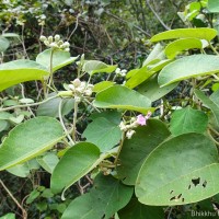 Argyreia osyrensis (Roth) Choisy